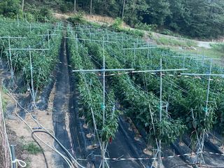 호동댁님의 고추 · 영농일지 작성글 사진