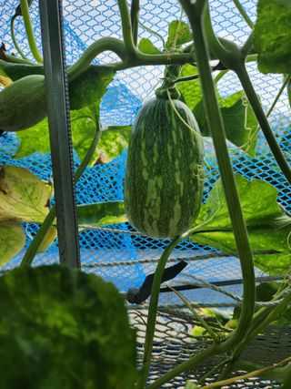 알 수 없음님의 들깨 · 영농일지 작성글 사진