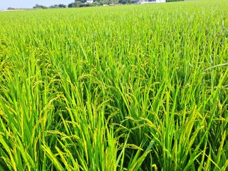 고산1128님의 벼 · 영농일지 작성글 사진