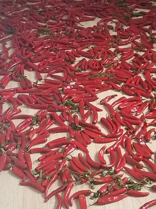 자.담.스.팜님의 기타작물 · 영농일지 작성글 사진