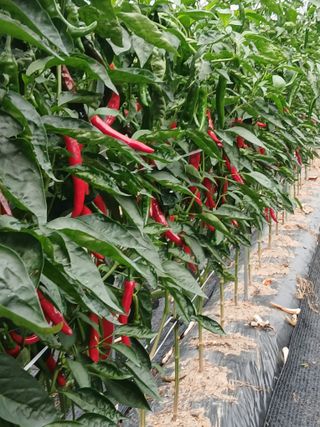 박래문님의 고추 · 영농일지 작성글 사진