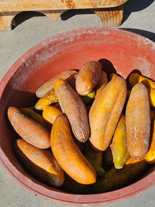 김해열님의 기타작물 · 영농일지 작성글 사진