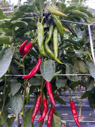 호동댁님의 고추 · 영농일지 작성글 사진