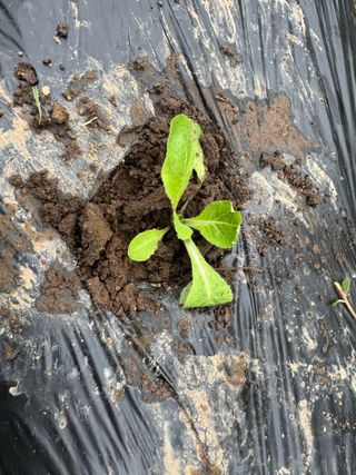 오작교농장님의 배추 · 영농일지 작성글 사진