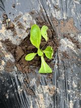 팜모닝 배추·영농일지 게시글 이미지