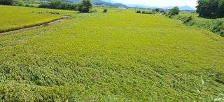 이복길님의 벼 · 영농일지 작성글 사진