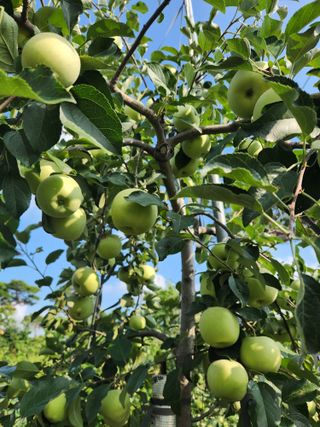 알 수 없음님의 들깨 · 영농일지 작성글 사진
