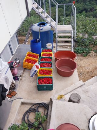 호박12438님의 기타작물 · 영농일지 작성글 사진