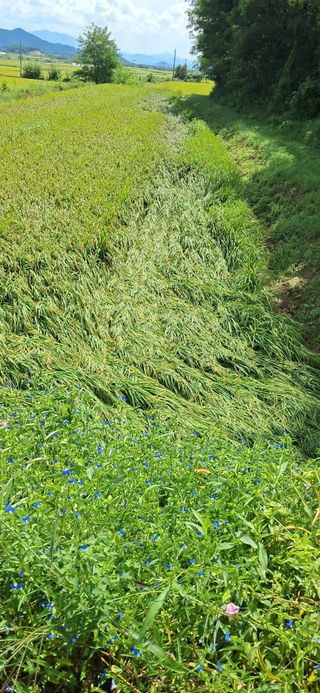 이복길님의 벼 · 영농일지 작성글 사진