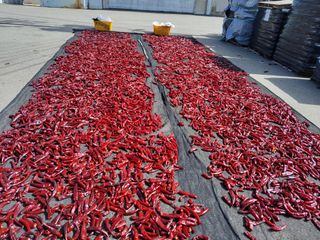 강경식님의 고추 · 영농일지 작성글 사진