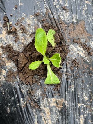 오작교농장님의 배추 · 영농일지 작성글 사진