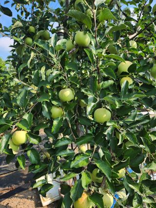 알 수 없음님의 들깨 · 영농일지 작성글 사진