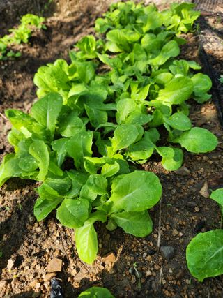 알 수 없음님의 들깨 · 영농일지 작성글 사진