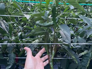 호동댁님의 고추 · 영농일지 작성글 사진