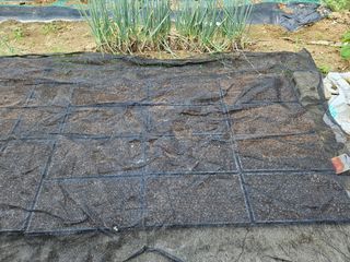 백호순(후추)님의 양파 · 영농일지 작성글 사진