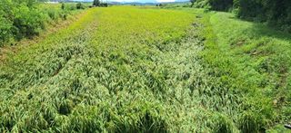 이복길님의 벼 · 영농일지 작성글 사진