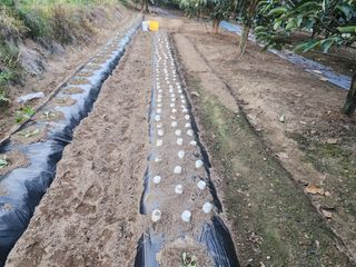 대운농원님의 기타작물 · 영농일지 작성글 사진