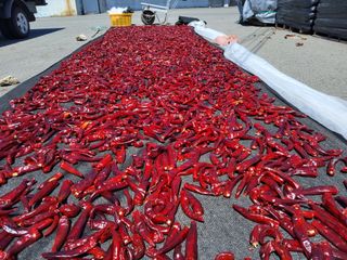 강경식님의 고추 · 영농일지 작성글 사진