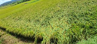 이복길님의 벼 · 영농일지 작성글 사진