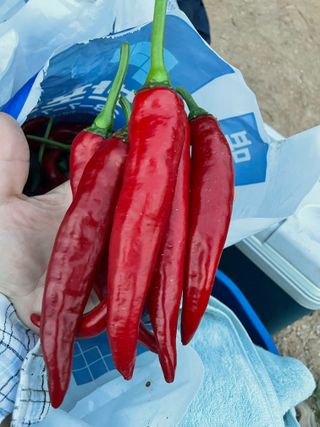 호동댁님의 고추 · 영농일지 작성글 사진