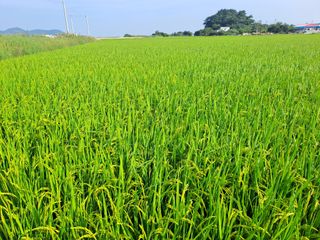 고산1128님의 벼 · 영농일지 작성글 사진