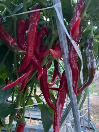 호동댁님의 고추 · 영농일지 작성글 사진