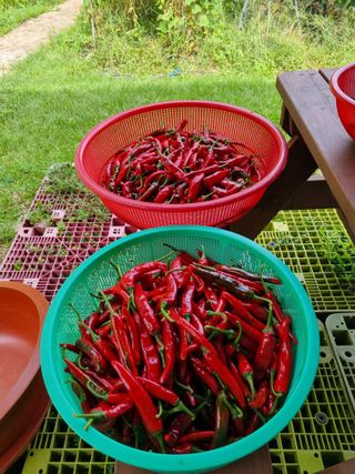 심기섭님의 기타작물 · 영농일지 작성글 사진