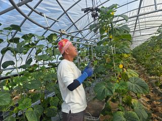 기본에 충실님의 오이 · 영농일지 작성글 사진