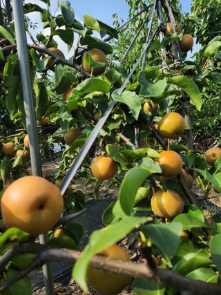 알 수 없음님의 들깨 · 영농일지 작성글 사진