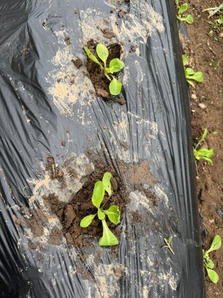 오작교농장님의 배추 · 영농일지 작성글 사진