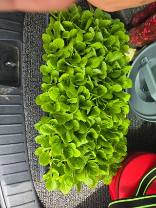 뚜벅이님의 기타작물 · 영농일지 작성글 사진