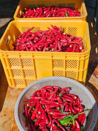 김해열님의 기타작물 · 영농일지 작성글 사진