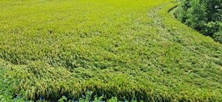 이복길님의 벼 · 영농일지 작성글 사진