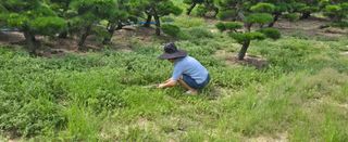 상추22033님의 기타작물 · 영농일지 작성글 사진