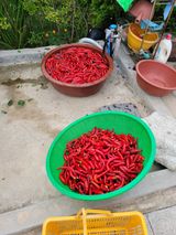 팜모닝 고추·영농일지 게시글 이미지