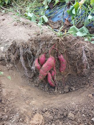 법당골길 우대영님의 기타작물 · 영농일지 작성글 사진