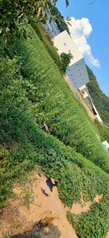 팜모닝 기타작물·영농일지 게시글 이미지