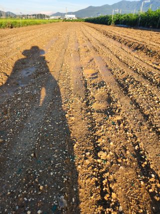 박진한님의 감 · 영농일지 작성글 사진