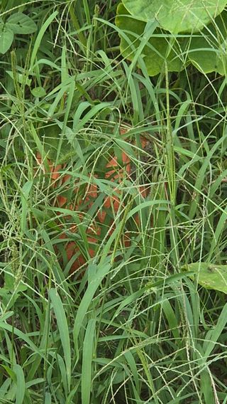 망치님의 호박 · 영농일지 작성글 사진