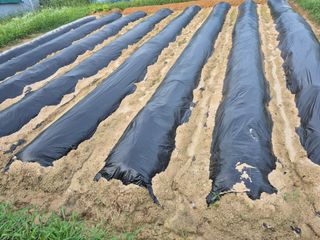 김한수님의 배추 · 영농일지 작성글 사진