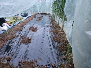 무심님의 배추 · 영농일지 작성글 사진