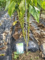 팜모닝 배추·영농일지 게시글 이미지