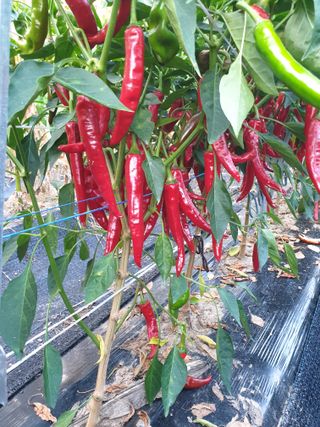 고추29286님의 고추 · 영농일지 작성글 사진