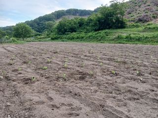 법당골길 우대영님의 기타작물 · 영농일지 작성글 사진