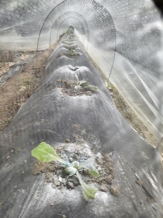 전선경님의 배추 · 영농일지 작성글 사진