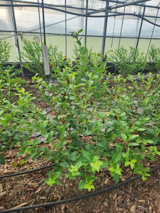 꽃지베리팜(윤인원)님의 블루베리 · 영농일지 작성글 사진