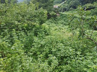 단감당감님의 감 · 영농일지 작성글 사진