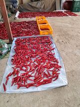 팜모닝 고추·영농일지 게시글 이미지