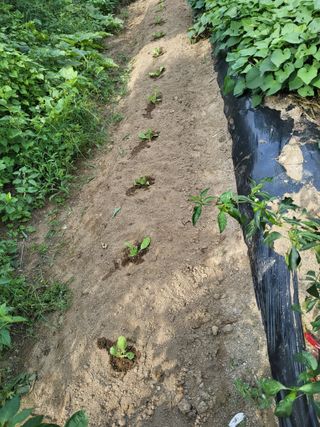 백상진님의 배추 · 영농일지 작성글 사진