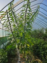 팜모닝 기타작물·영농일지 게시글 이미지